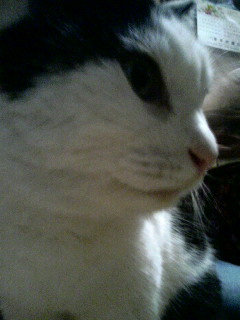 ねこちゃんにしか聴こえない着信音が出た